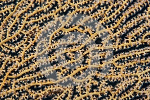 Detail of a Sea fan with open polyps