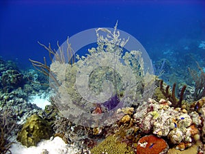 Sea Fan and reef