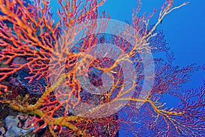 Sea Fan, Sea Whips, Bunaken National Marine Park, North Sulawesi, Indonesia