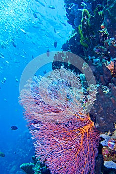Sea Fan, Sea Whips, Bunaken National Marine Park, North Sulawesi, Indonesia