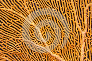 Sea Fan, South Ari Atoll, Maldives