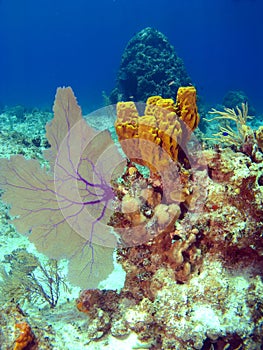 Sea Fan and Sponge on a Cayman Island Reef