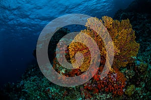 Sea fan Subergorgia mollis in Banda, Indonesia underwater photo
