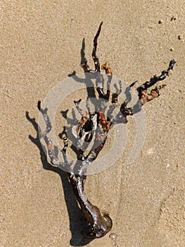 Sea fan washed up on a shell beach.