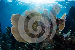 Sea Fans and Bright Sunlight in Caribbean Sea