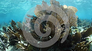 Sea Fans on Caribbean Coral Reef