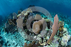 Sea Fans and Reef-Building Corals in Caribbean