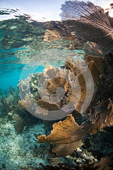 Sea Fans on Shallow Reef in Caribbean Sea