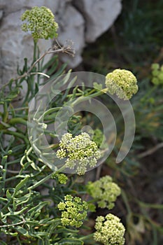 Sea fennel