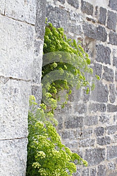 Sea fennel or Crithmum Maritimum, succulent plant growing in wall