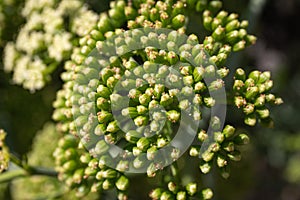 Sea fennel or Rock Samphire close up