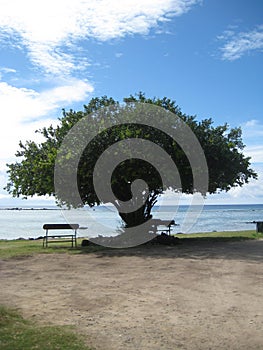 Sea Filao Tree photo