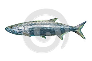 Sea fish - Atlantic tarpon isolated on white background