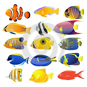 Sea fish collection isolated
