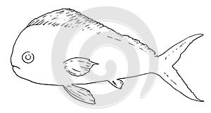 Sea fish coryphaena sketch. Hand-drawn Ocean Coryphaena sea fish. Hand-drawn ocean fish Coriphaena in sketch style photo