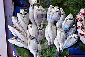 Sea fish cupra at a street market in Istanbul.