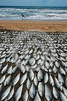 Sea fish dried on the sea beach. photo