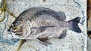 sea fish, freshwater fish, and river fish are caught and then used to catch them on land.
