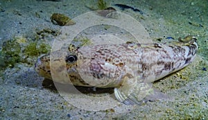 Sea fish Knout goby (Mesogobius batrachocephalus) lies on the bottom covered with seashells photo