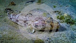 Sea fish Knout goby (Mesogobius batrachocephalus) lies on the bottom covered with seashells photo