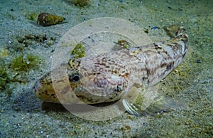 Sea fish Knout goby (Mesogobius batrachocephalus) lies on the bottom covered with seashells