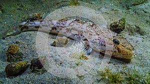 Sea fish Knout goby (Mesogobius batrachocephalus) lies on the bottom covered with seashells photo