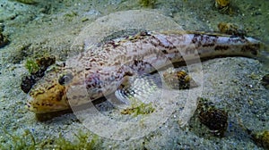 Sea fish Knout goby (Mesogobius batrachocephalus) lies on the bottom covered with seashells