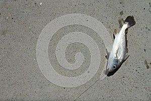 Sea fish laid on the ground in the mouth with tendons