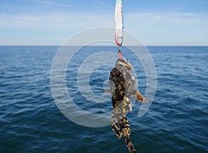Sea fish lophius piscatorius