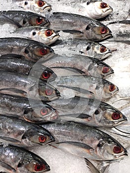 Sea fish in the market with ice.