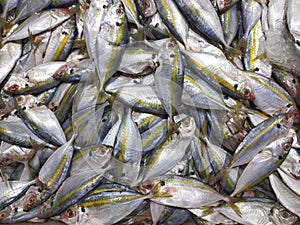 Sea fish in the market. yellow trout Atule mate, Selaroides leptolepis photo