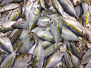 Sea fish in the market. yellow trout Atule mate, Selaroides leptolepis photo
