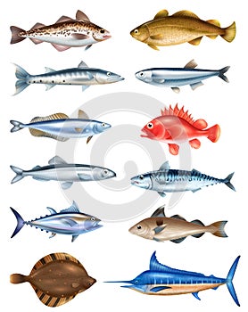 Sea Fish Realistic Set