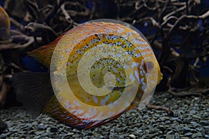 sea fish photo