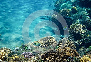 Sea fish school in coral reef. Tropical seashore inhabitants underwater photo.