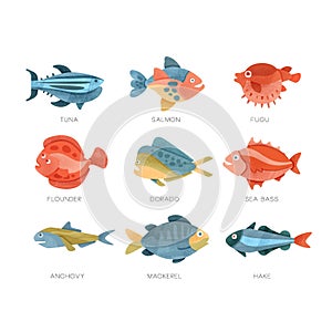Sea fish set, tuna, salmon, fugu, flounder, dorado, sea bass, anchovy, mackerel, hake vector Illustrations on a white