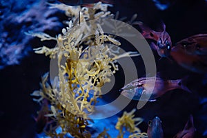 Sea fish swim at plant and coral in fresh water aquarium, Nagoy