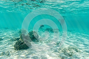 Sea fish underwater view and snorkeler