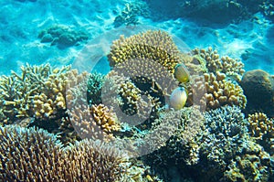 Sea fish wildlife in coral reef. Tropical seashore inhabitants underwater photo.