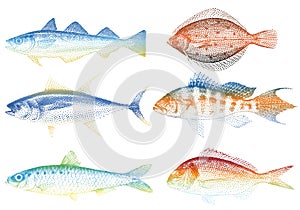 Sea fishes,