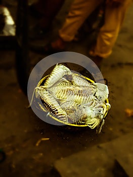 Sea fishes are kept for auction in a open market, Kochi, India