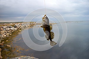 Sea fishing the Arctic circle