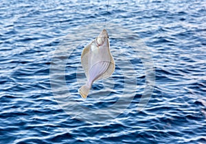 Sea fishing - flounder fishing