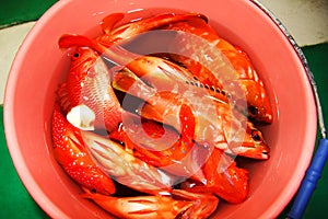 Sea fishing. Lots of small fish in a plastic bucket filled with water. Close-up