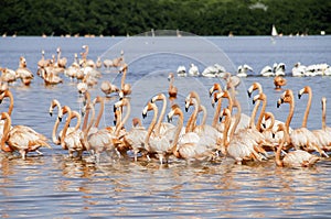 Sea Of Flamingoes