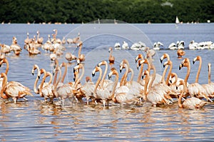 Sea Of Flamingoes photo