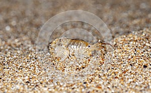 Sea flea on the sea sand