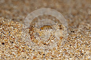 Sea flea on the sea sand