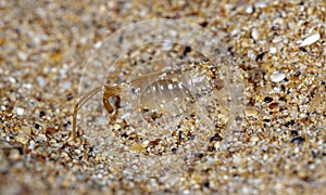 Sea flea on the sea sand