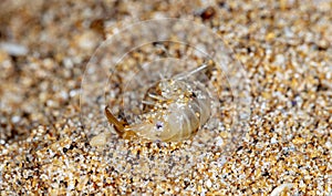 Sea flea on the sea sand